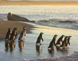 Magellanic Penguins 